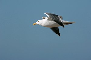 Gull, Western, 2007-01226024 Rancho Guadalupe State Preserve, CA